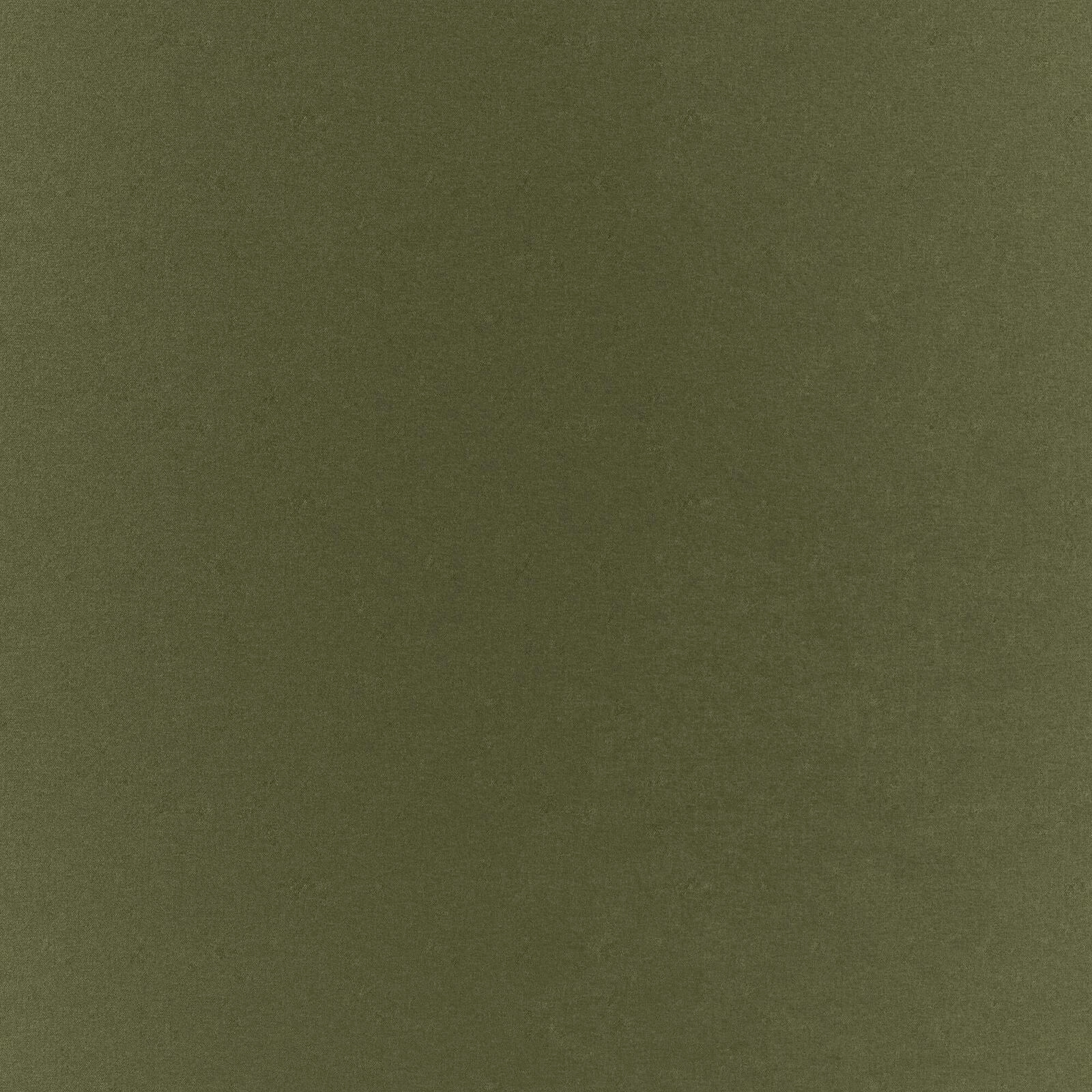 Primiero_Turtle_3110008_6.jpg