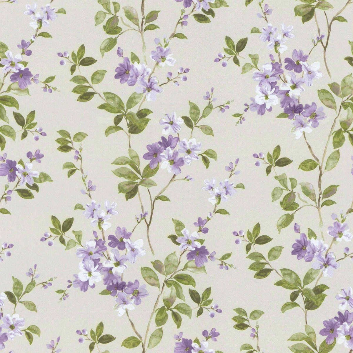Syringa Orchid-main