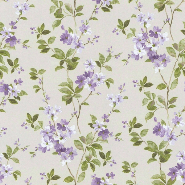 Syringa Orchid-main